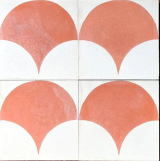 Mexican Pink Scallop - 1